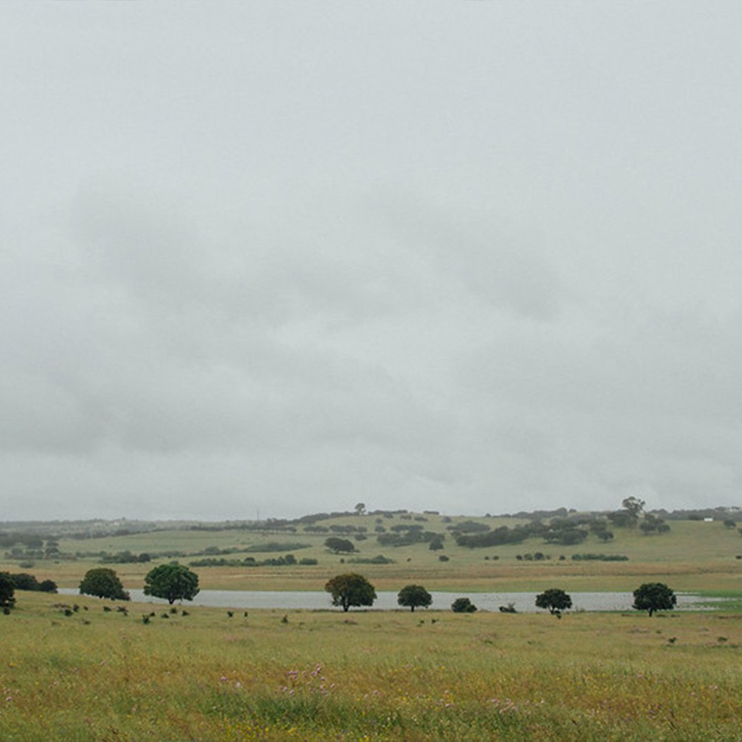 Associação de Jovens Agricultores de Moura
Assistance in the preparation of a proposal and creating a consortium for a large project in the area of sustainable production. The project focused on agritourism and ecology in Alentejo's Monta