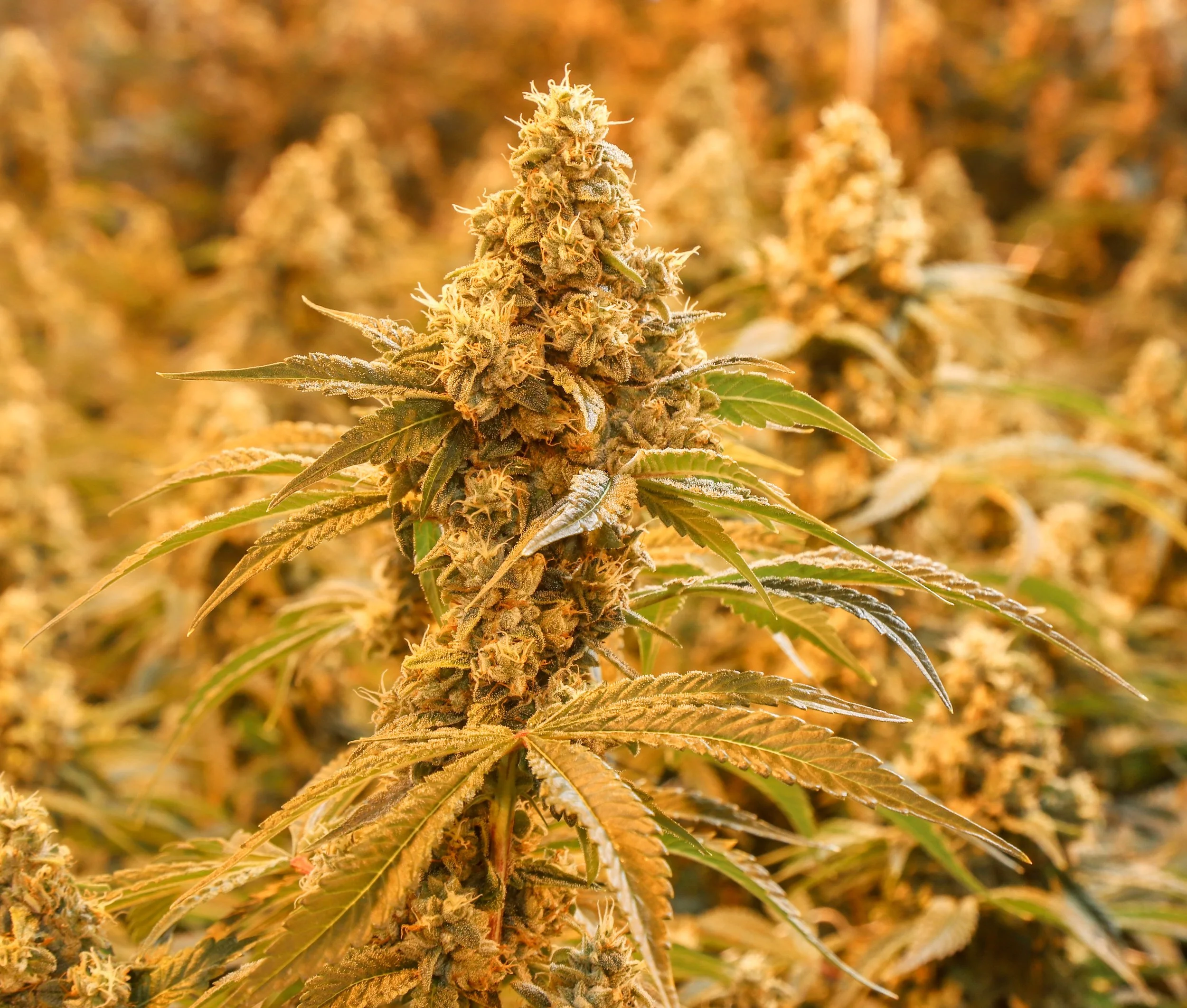 Flower — Evermore Cannabis Co