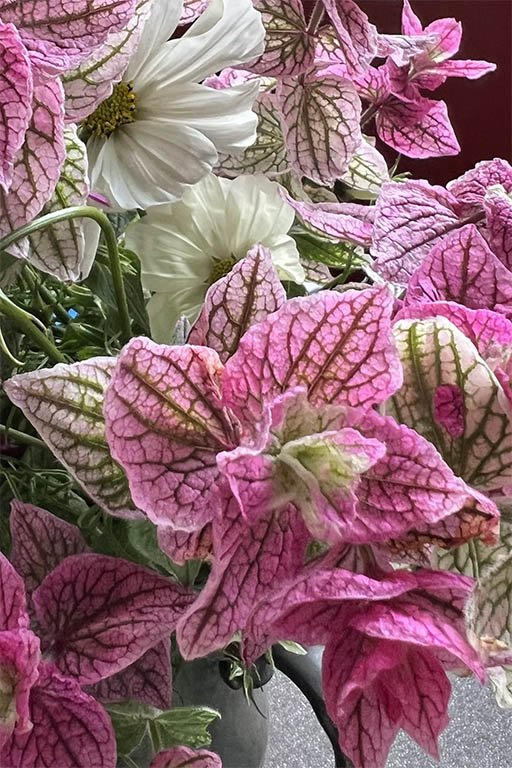 Clary Sage Pink Sundae in a vase with Cosmos Purity.jpg