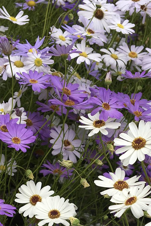 Blue and White Daisy Brachycome seeds