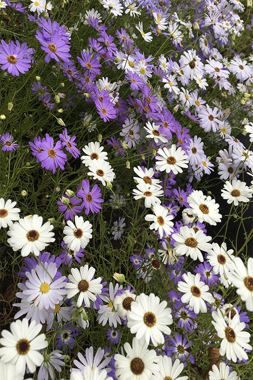 Saedian Brachyscome Swan River Daisy flower seeds