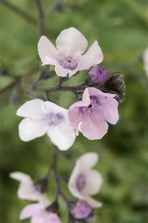 Chinese Forget-Me-Not Seeds - Mystic Pink Flower Seeds