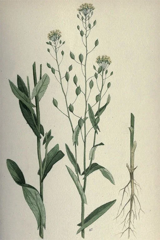 Saedian Camelina false flax seeds