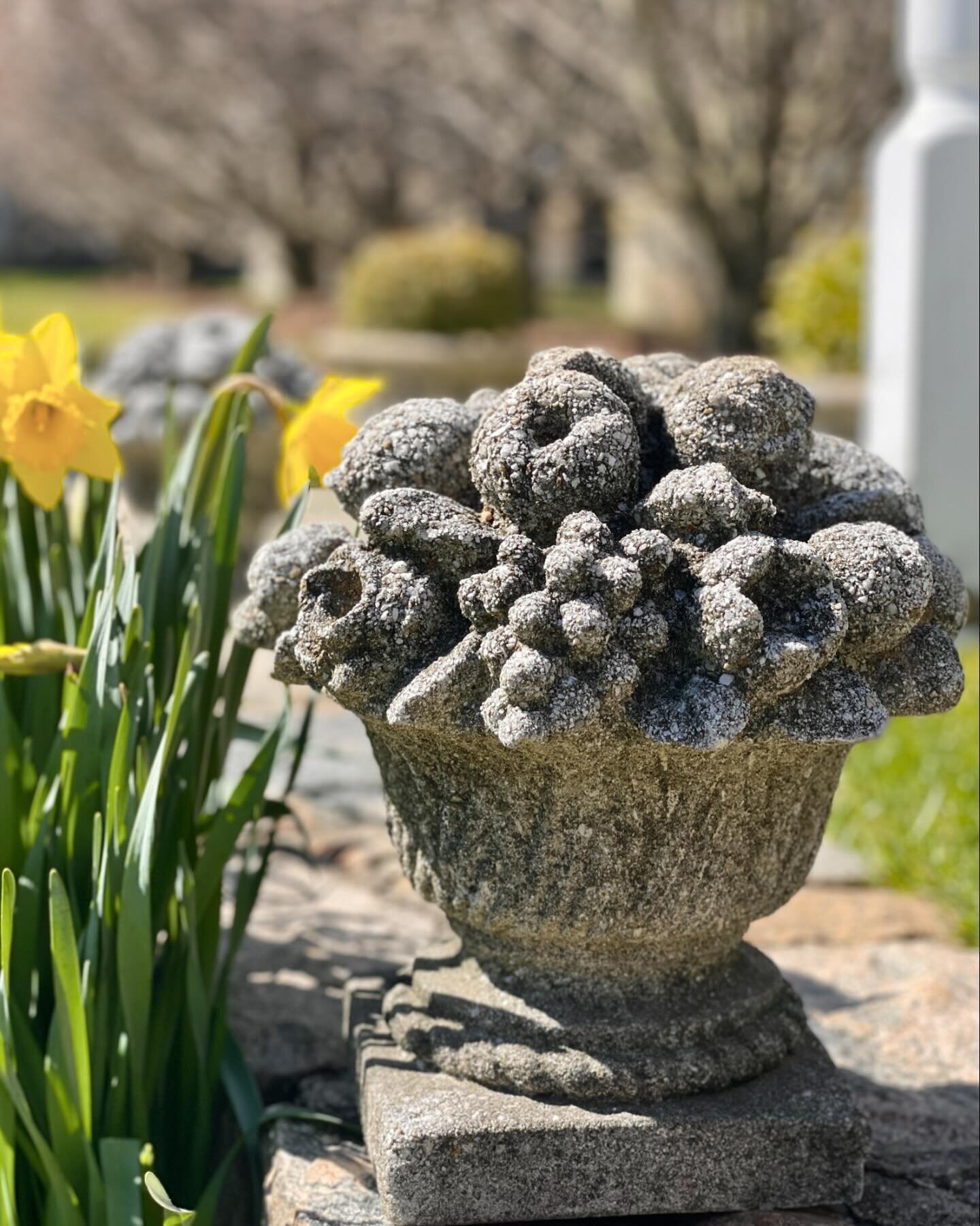 Chairished for their timeless beauty, stone compotes can serve as a focal point in the garden, adding a touch of classical elegance 🌳✨
This pair measures 13 In. (h) x 10 In. X 10 In.
Pls DM for pricing and additional details. 
*
*
*
*
*

#timeless
#