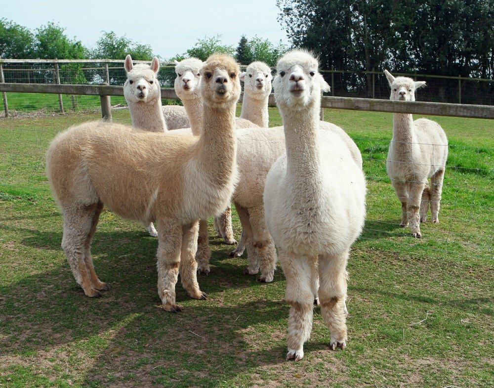 Sunnyside Alpacas