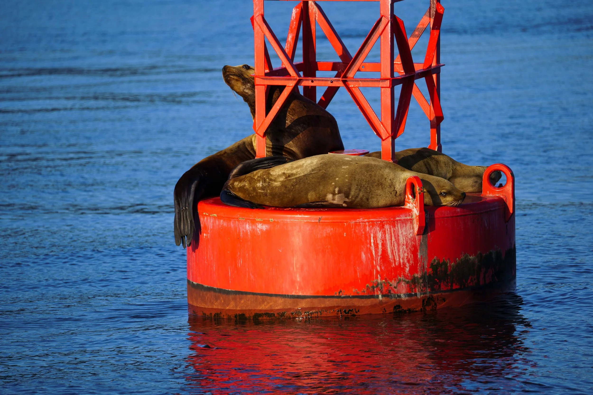 Seals on buoy.jpg
