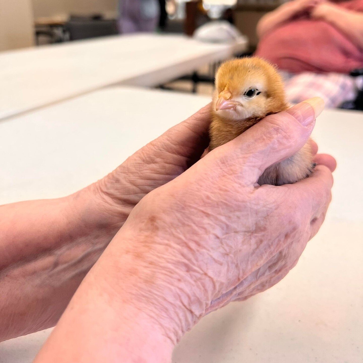 Some chicks have invaded some of our lodges, but our residents love them!
Baby Ducklings first start out with a fuzzy fluff before later growing feathers.
#SeniorLife #Chicks #Cute #Duckling