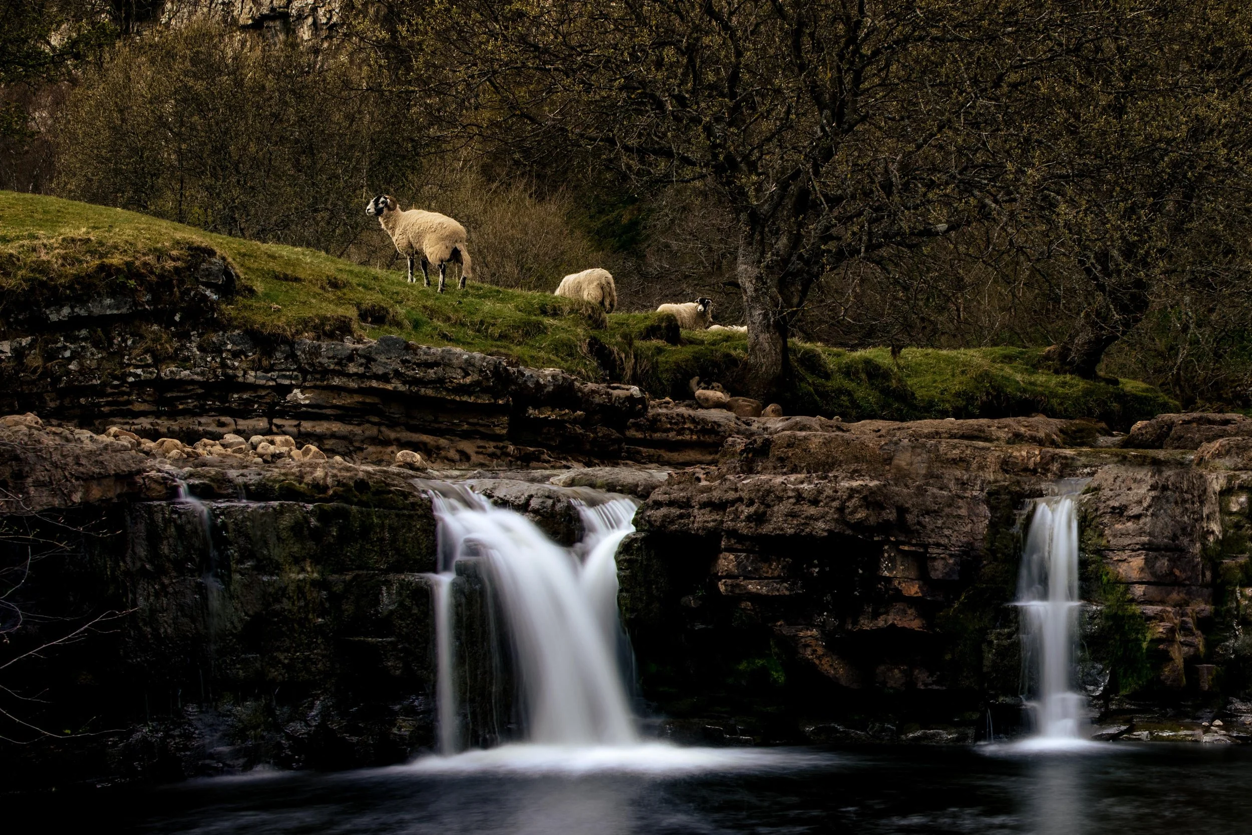 Sheep Waterfall.jpg