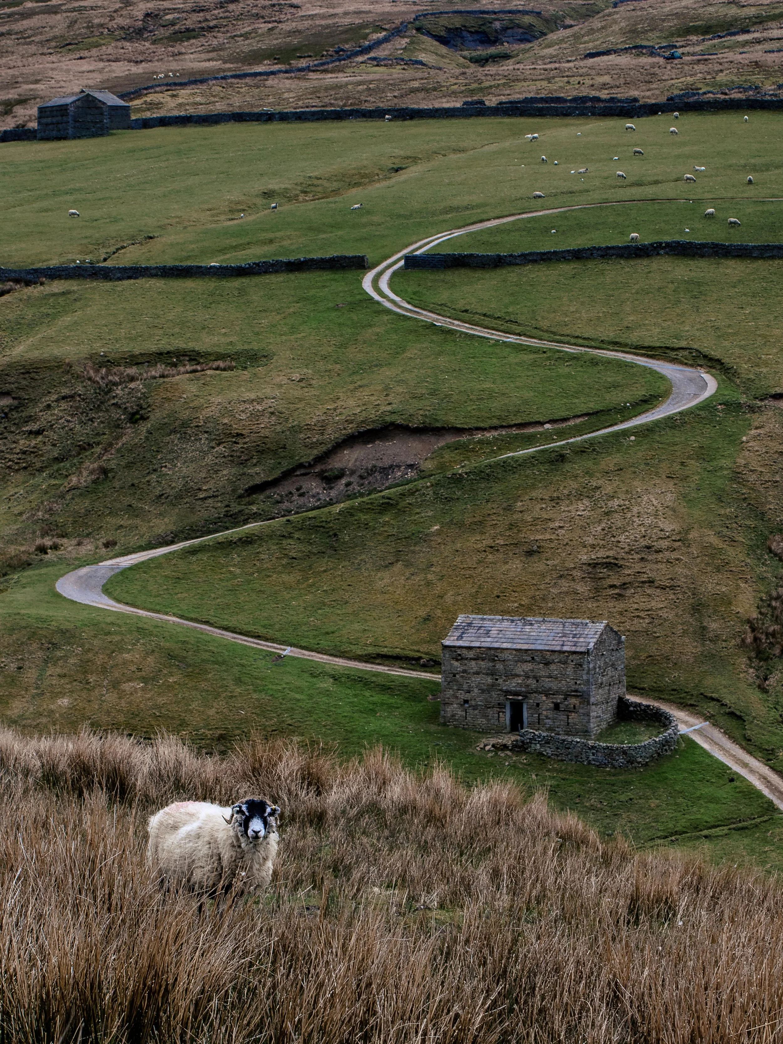 Sheep and road.jpg