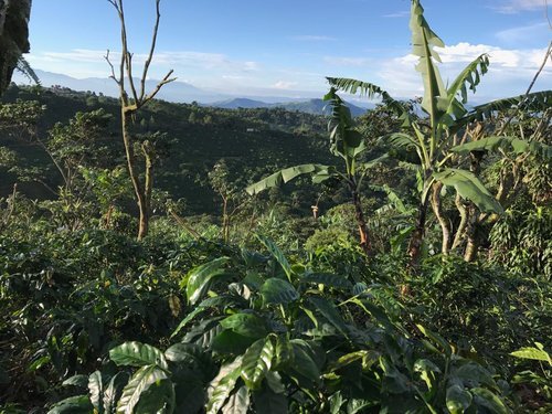 CafeConAmor_FarmView.jpg