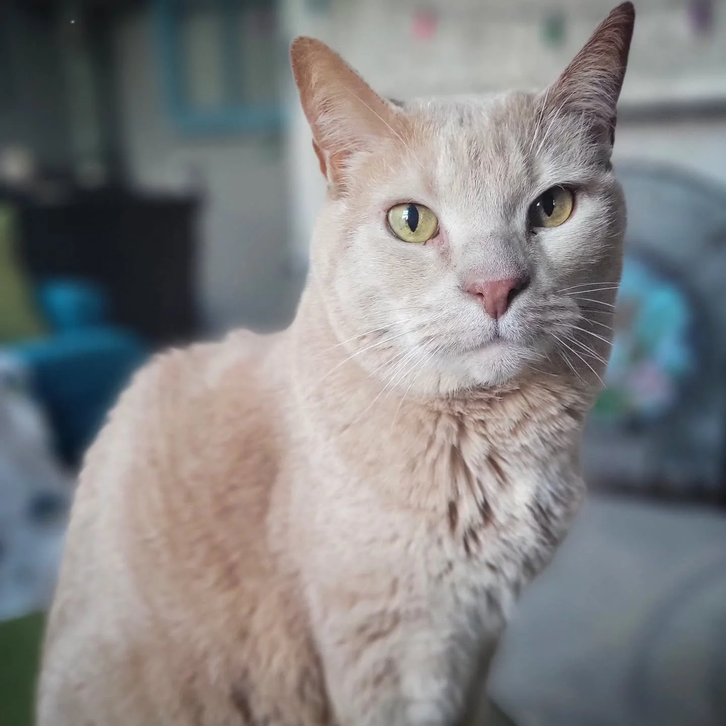 TW: Pet illness
.
.
.
.
.
.
Once again, it has been far too long since I've posted. Once again, I am sorry about that. There has been so much change in my life the past few months. Mostly good change, but more recently, some bad as well. We received 