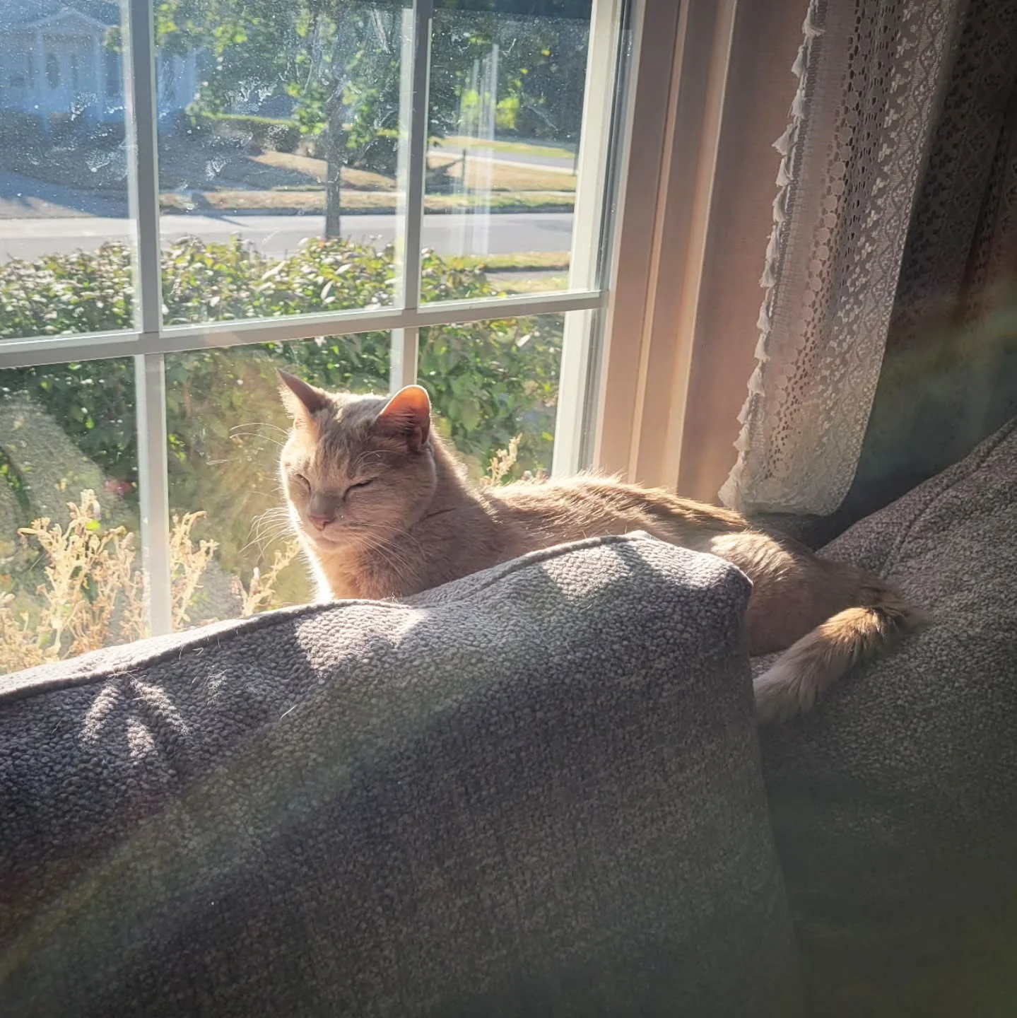 TW: Pet Loss

Our sweet Rondo crossed the Rainbow Bridge yesterday. We are devastated but glad he's no longer suffering. Thank you to everyone who kept him in their thoughts and prayers the last few days. He was the very best boy.

I love this photo 