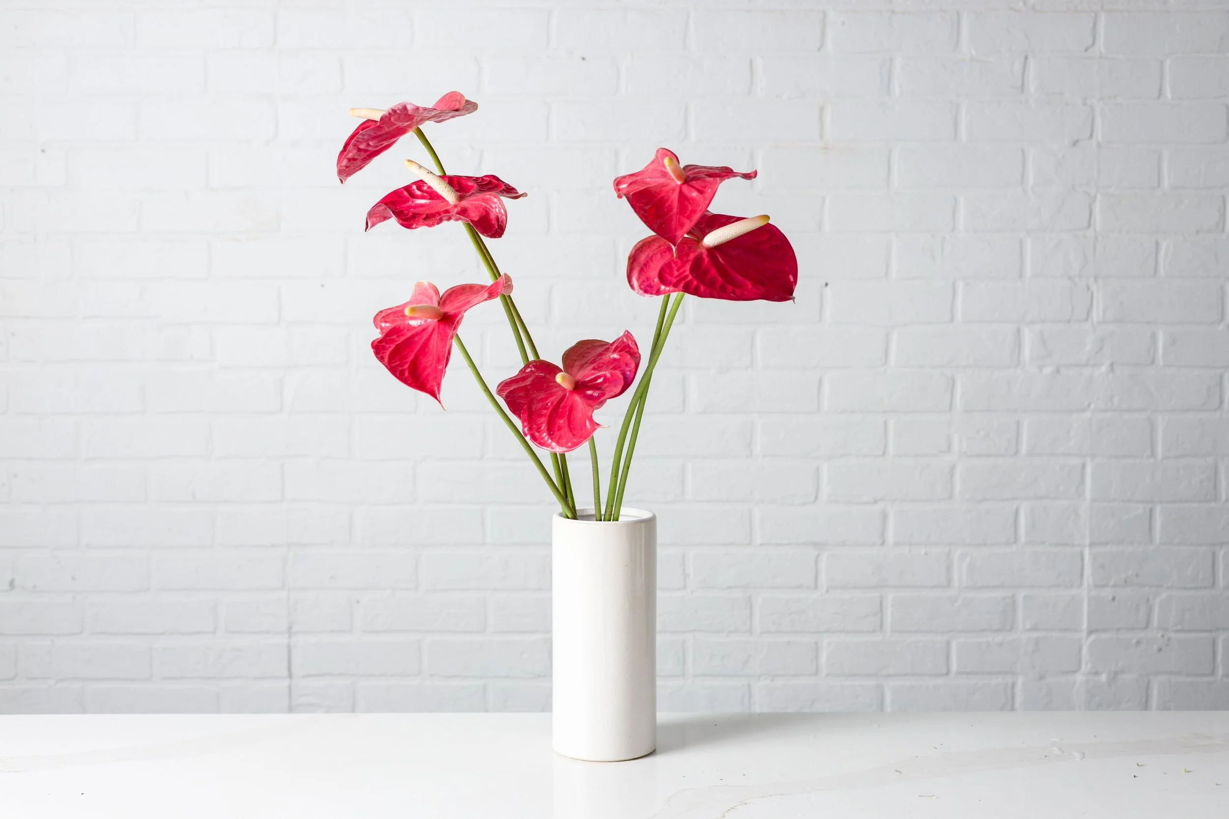 Studio Session-455 (1).jpg