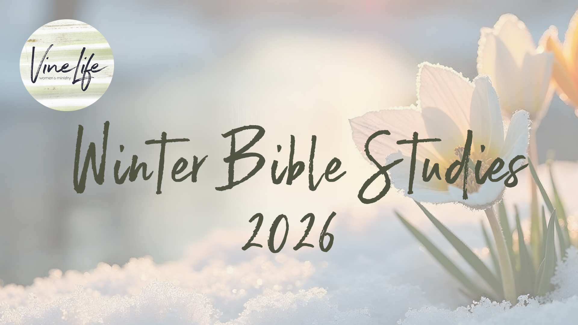 2026 VineLife WinterSpring Bible Studies Carousel.png