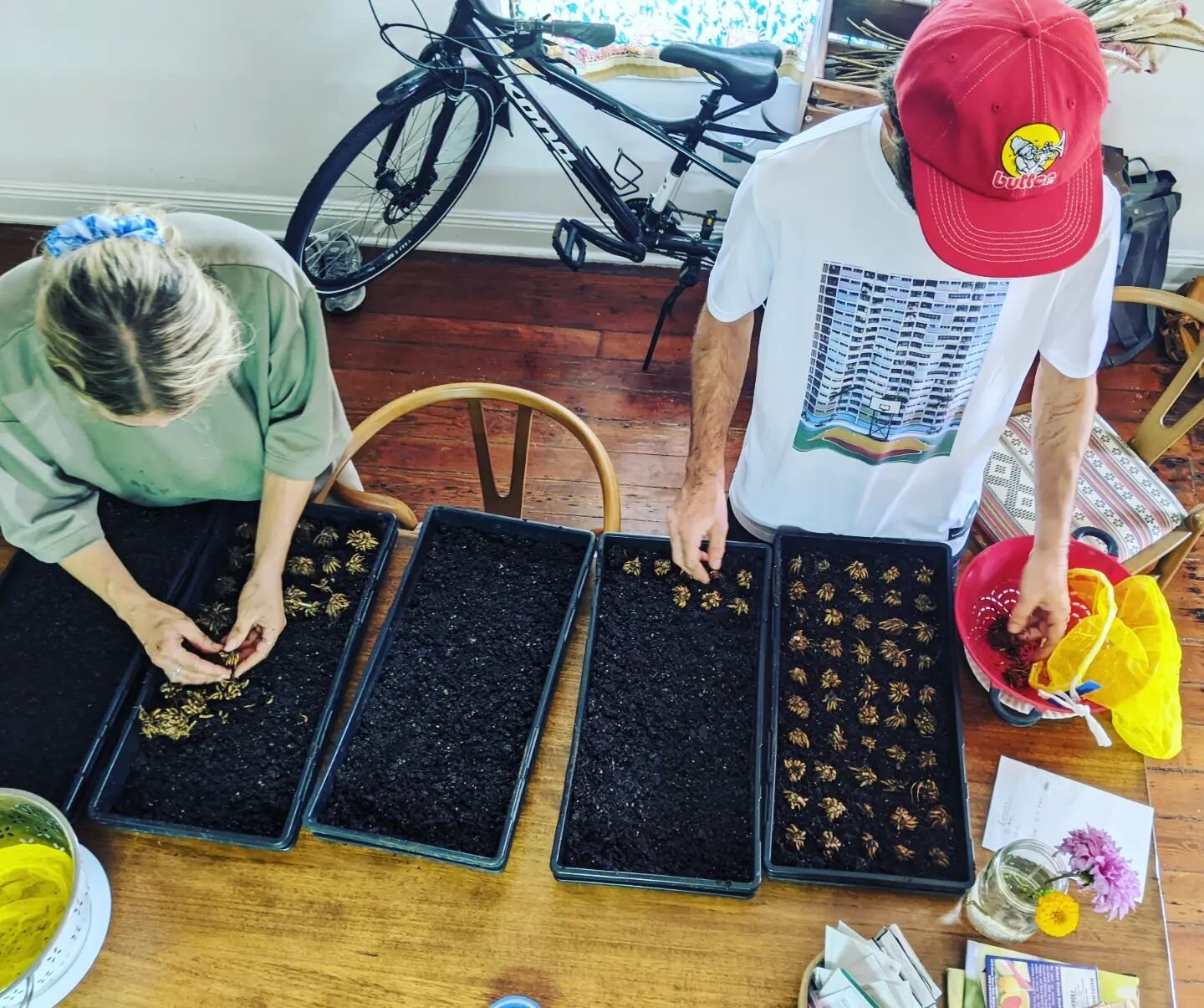 Want to grow your own ranunculus this year?We're pre-sprouting over 700 ranunculus corms (they're soaked, placed in trays and then put in the cooler for 10 days), and we'll definitely have extras! They'll be ready to go in your garden in three weeks.