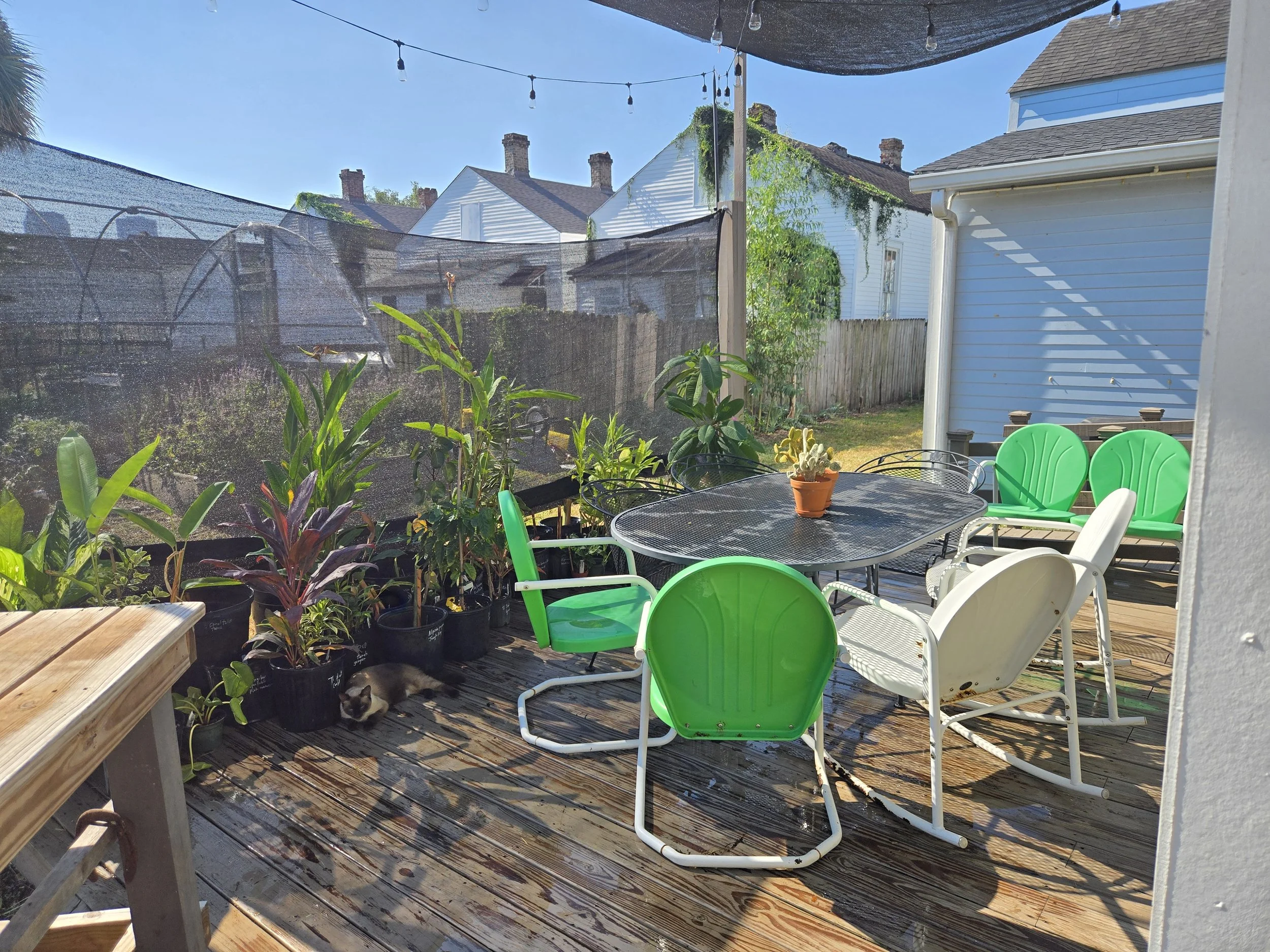 Growing Tropicals in New Orleans