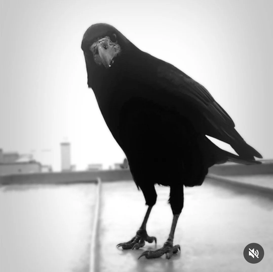 Black-and-white photo of a bird with a fierce expression standing on a rooftop with buildings in the background.