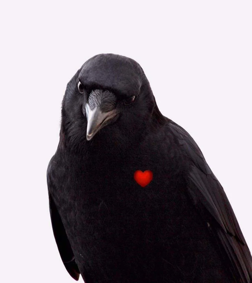 Close-up of a black bird, possibly a crow or raven, with a small red heart graphic on its chest, against a plain light background.