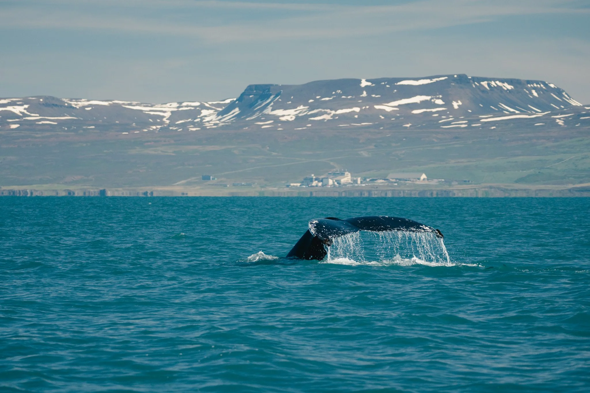 A whale's tail rising out of the ocean with mountains and snowy patches in the background. Northern of Iceland
