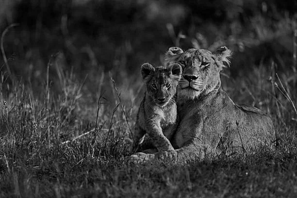 A lioness lying on the grass with a lion cub sitting close to her, in a natural habitat. A bird is perched on the lioness's head.