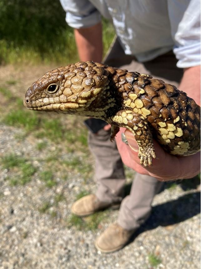 Sleepy Lizard juvenile.JPG