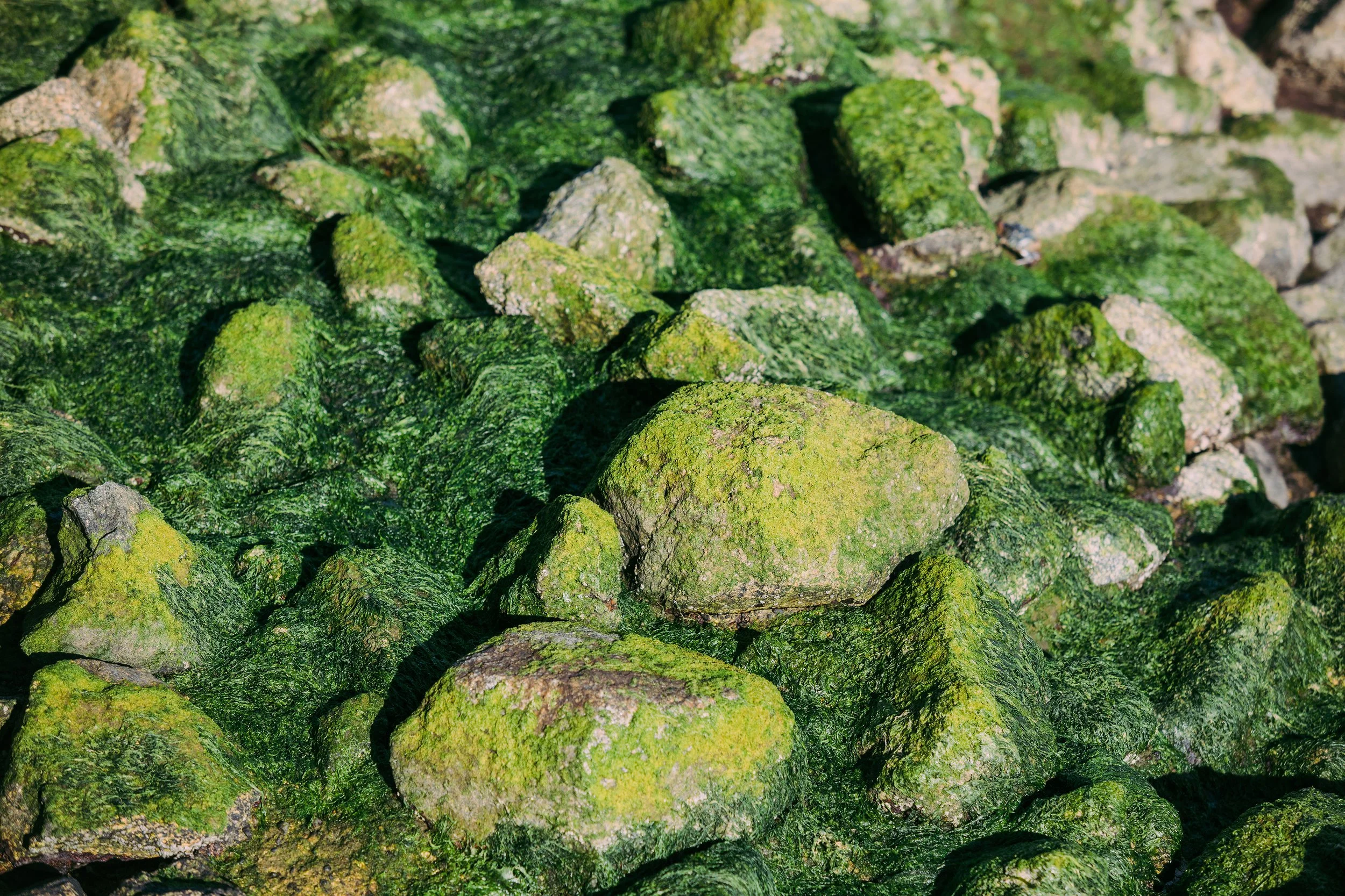 Mossy rocks