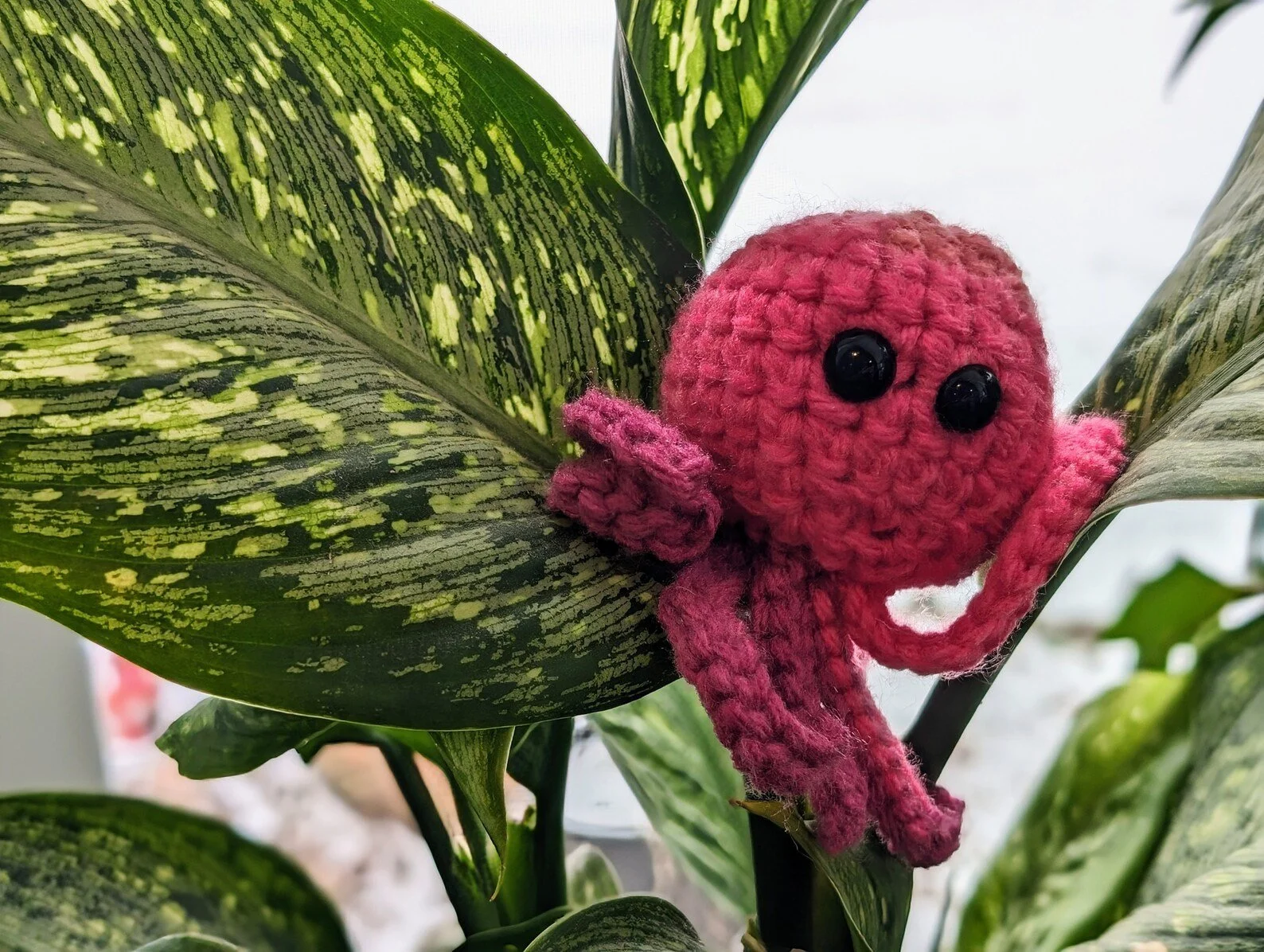 Octopus.jpg