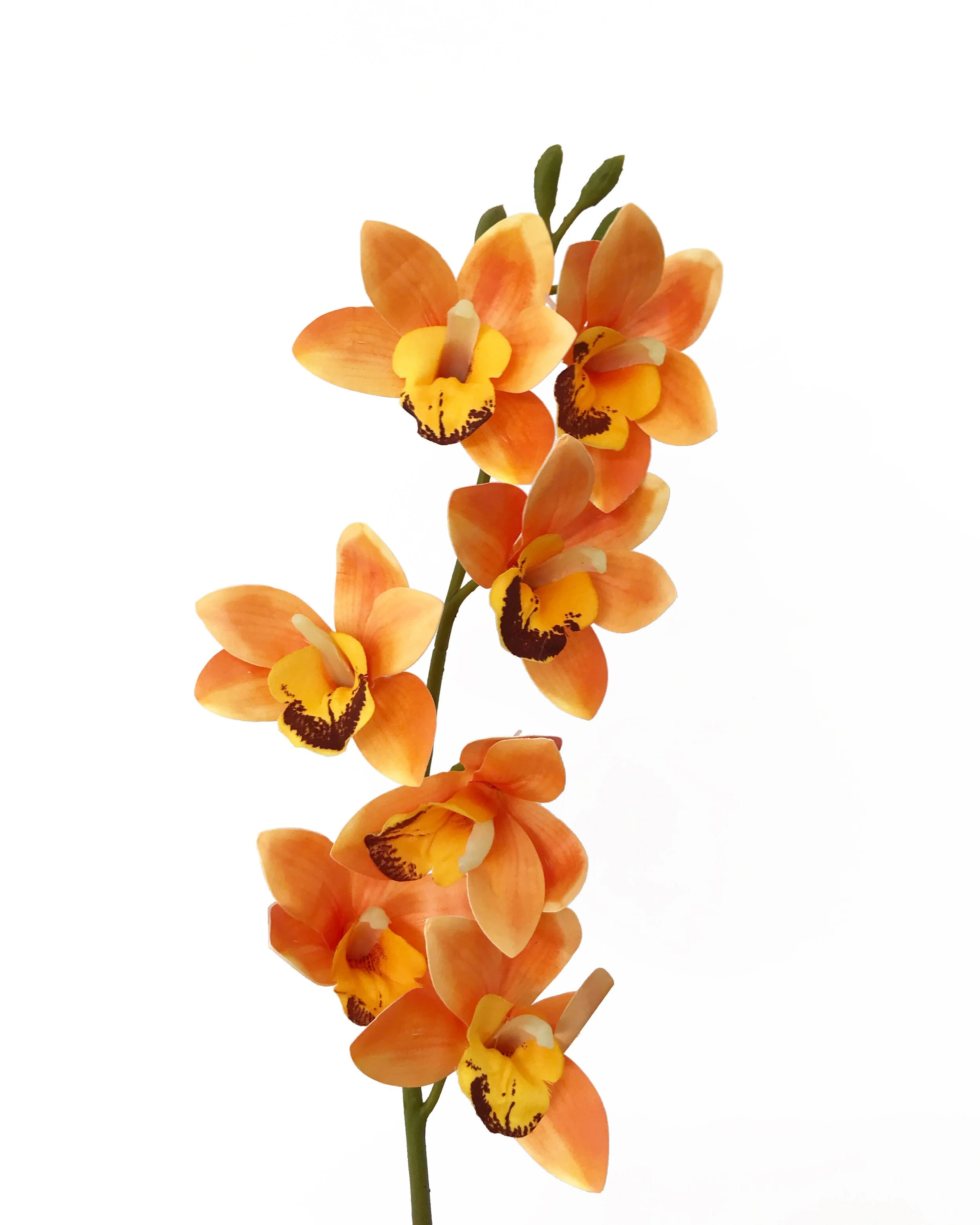 Cymbidium orchid orange — Wild Blooms Australia Artificial and dried