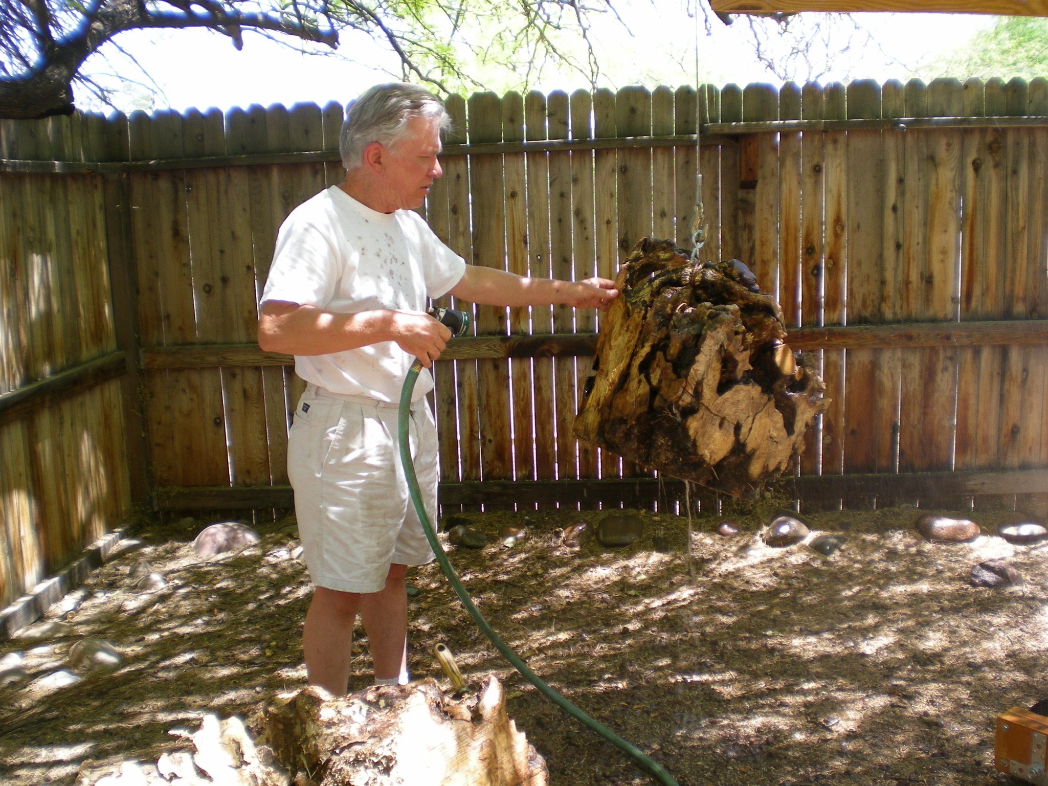 Olive wood stumps often contain dirt, gravel and other debris. 