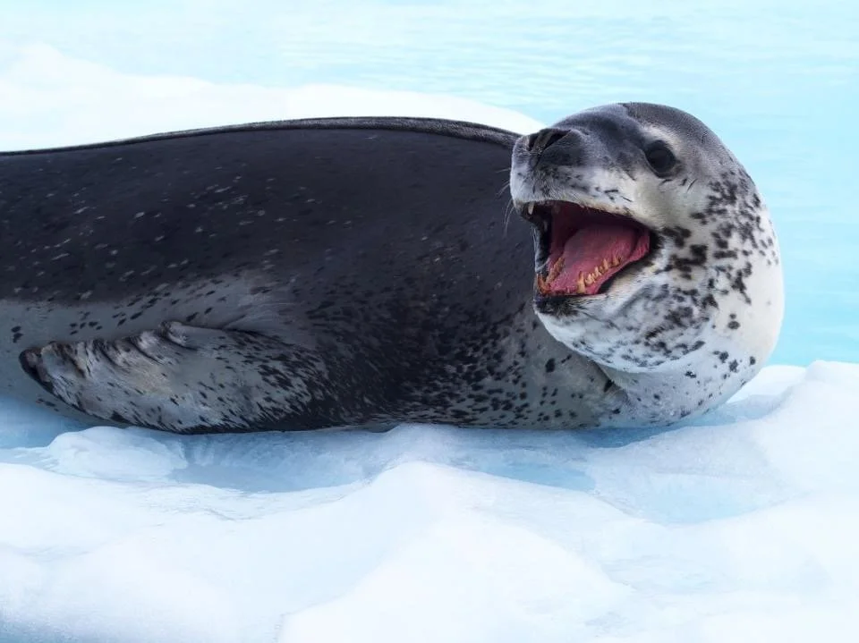 Seal on an iceberg in Antarctica