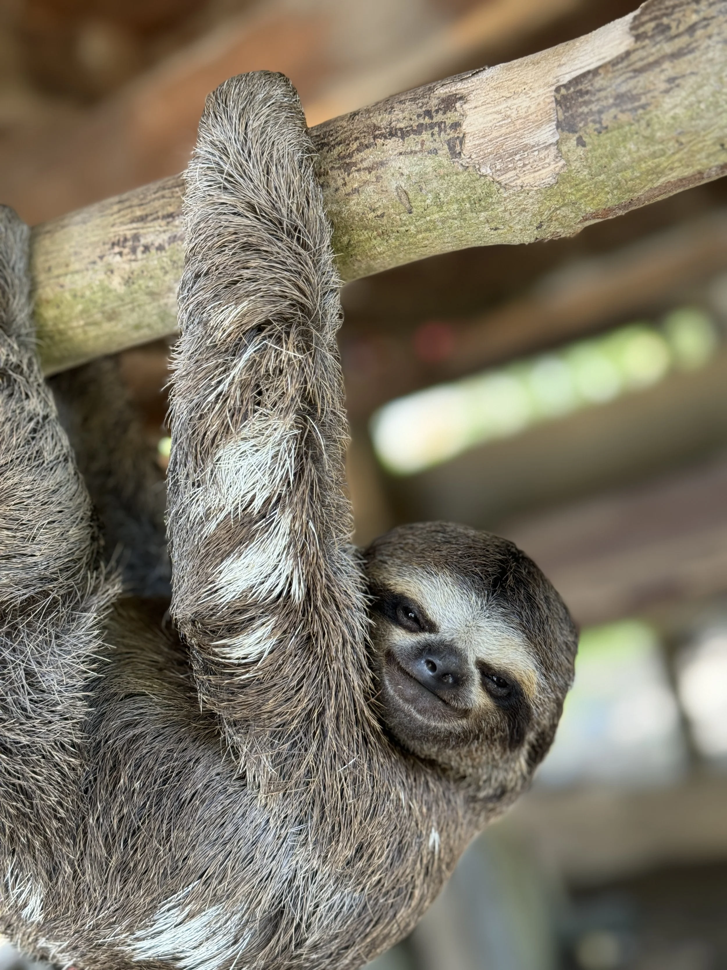 Sloth in the Amazon