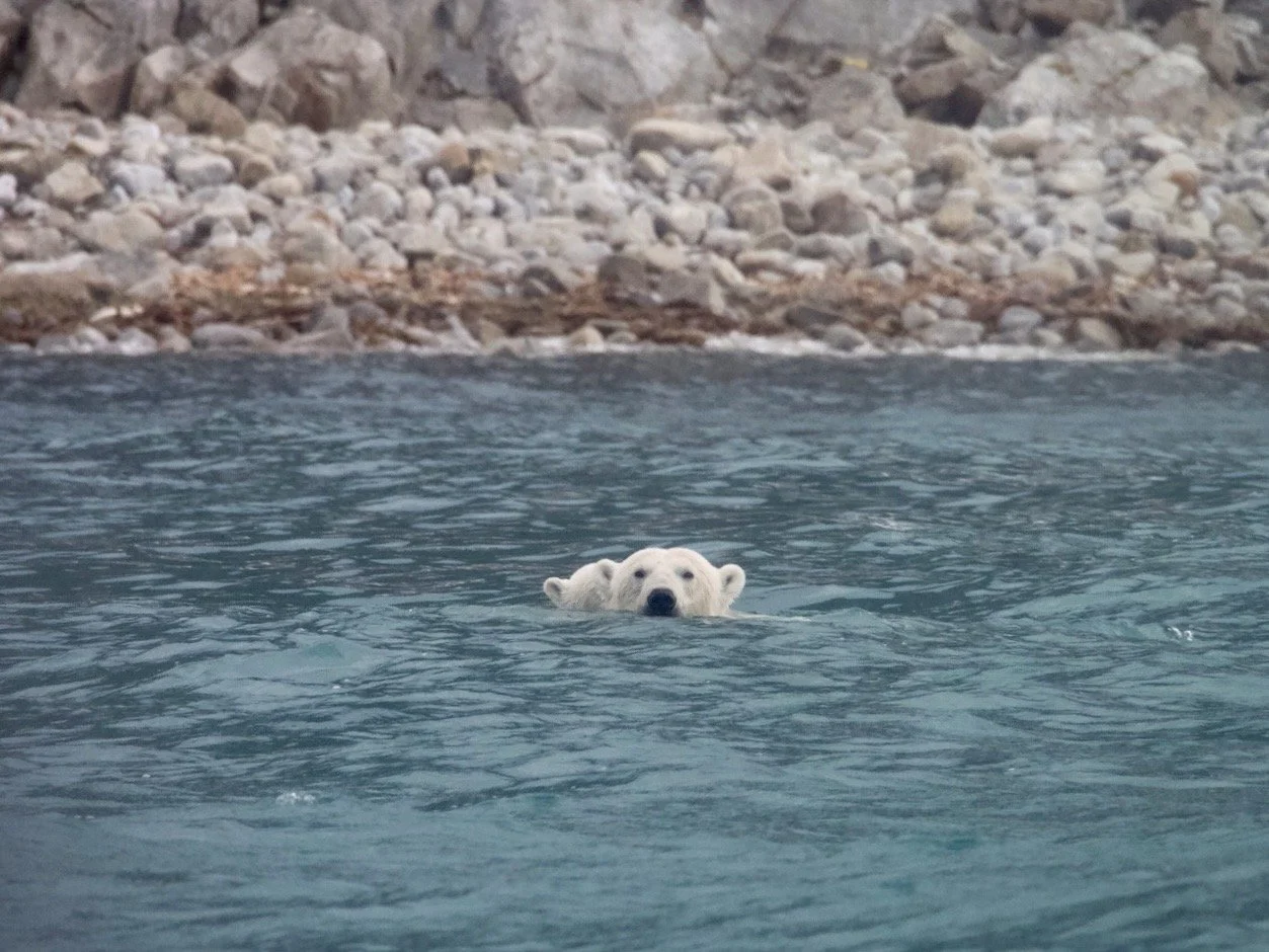 Polar bear and cub swimming in the Arctic