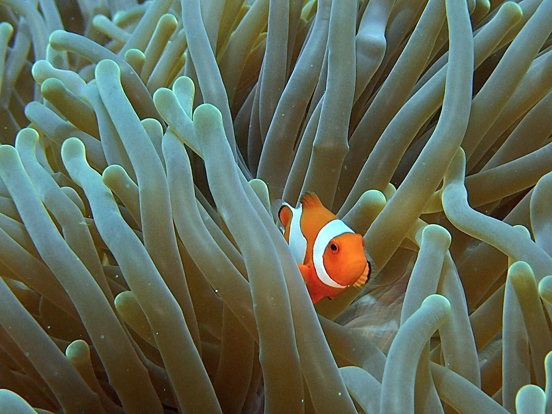 Clownfish diving in Raja Ampat