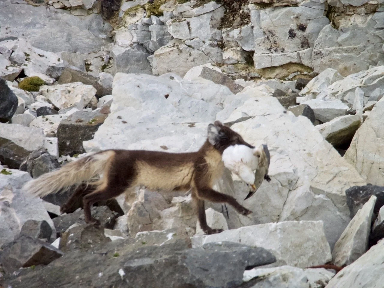 An arctic fox carrying its prey
