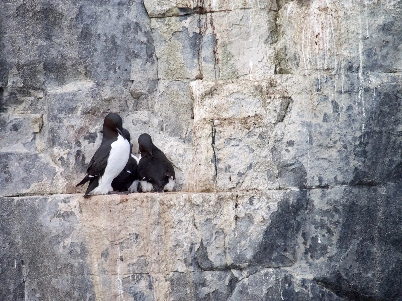 Birds on a sheer Arctic rock face