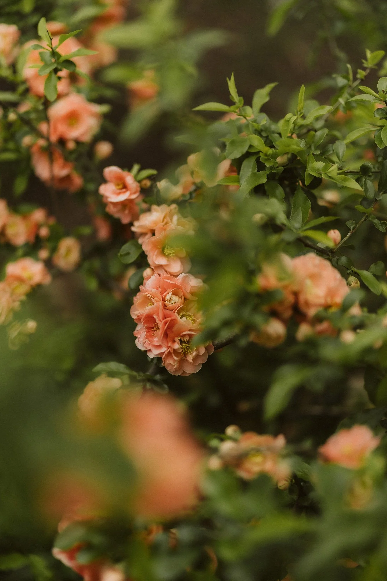 orange-blossoms-green-leaves-close-up-couples-photographer-autumn-skye-pheonix-boston.jpg