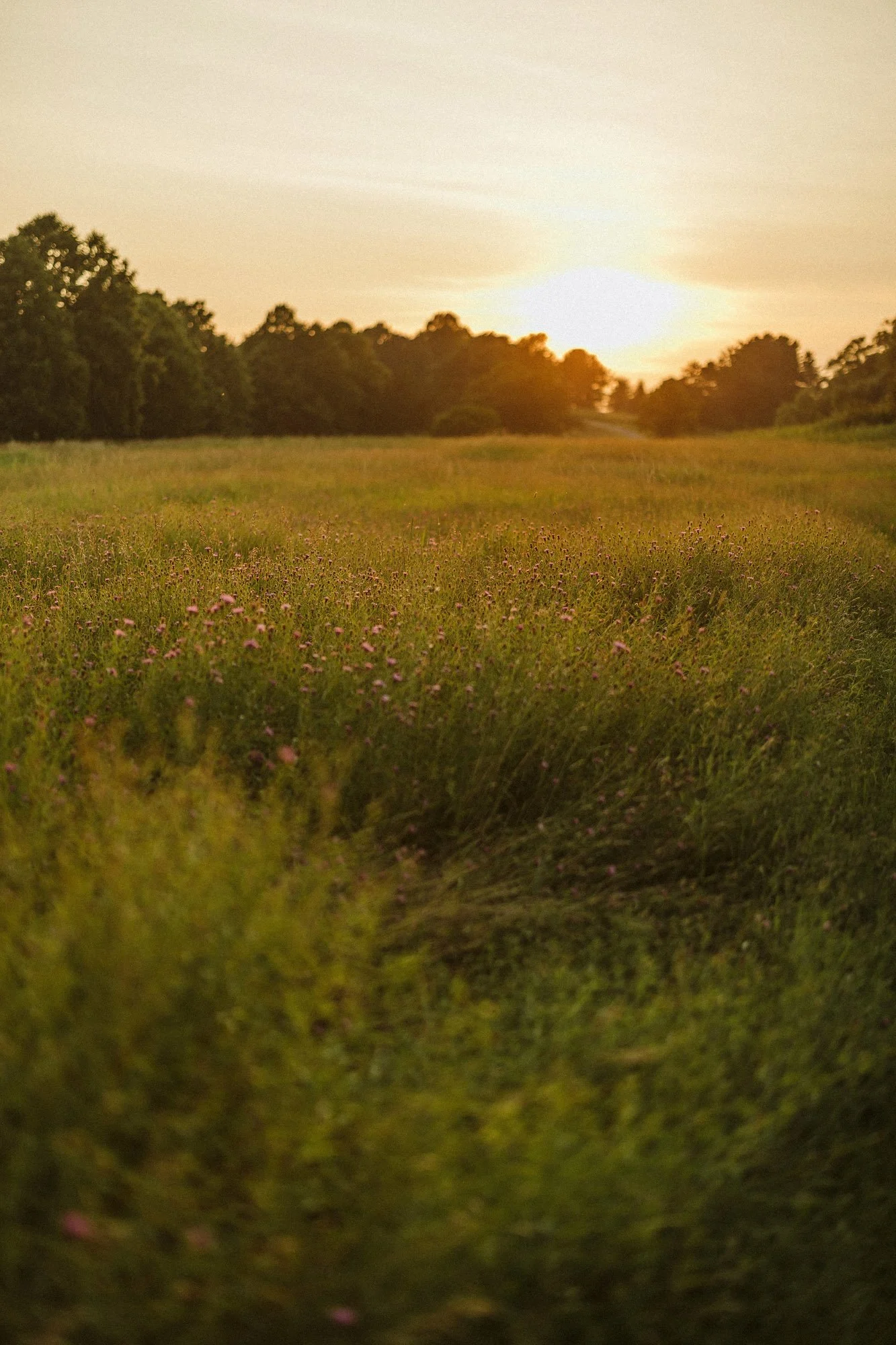 green-grass-field-yellow-flowers-sunset-couples-photographer-autumn-skye-pheonix-boston.jpg