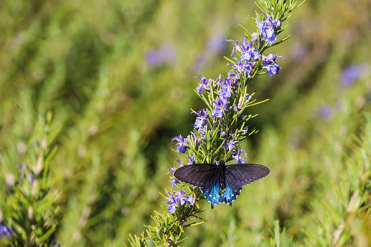 Why Fall-Winter Planting and Dividing?