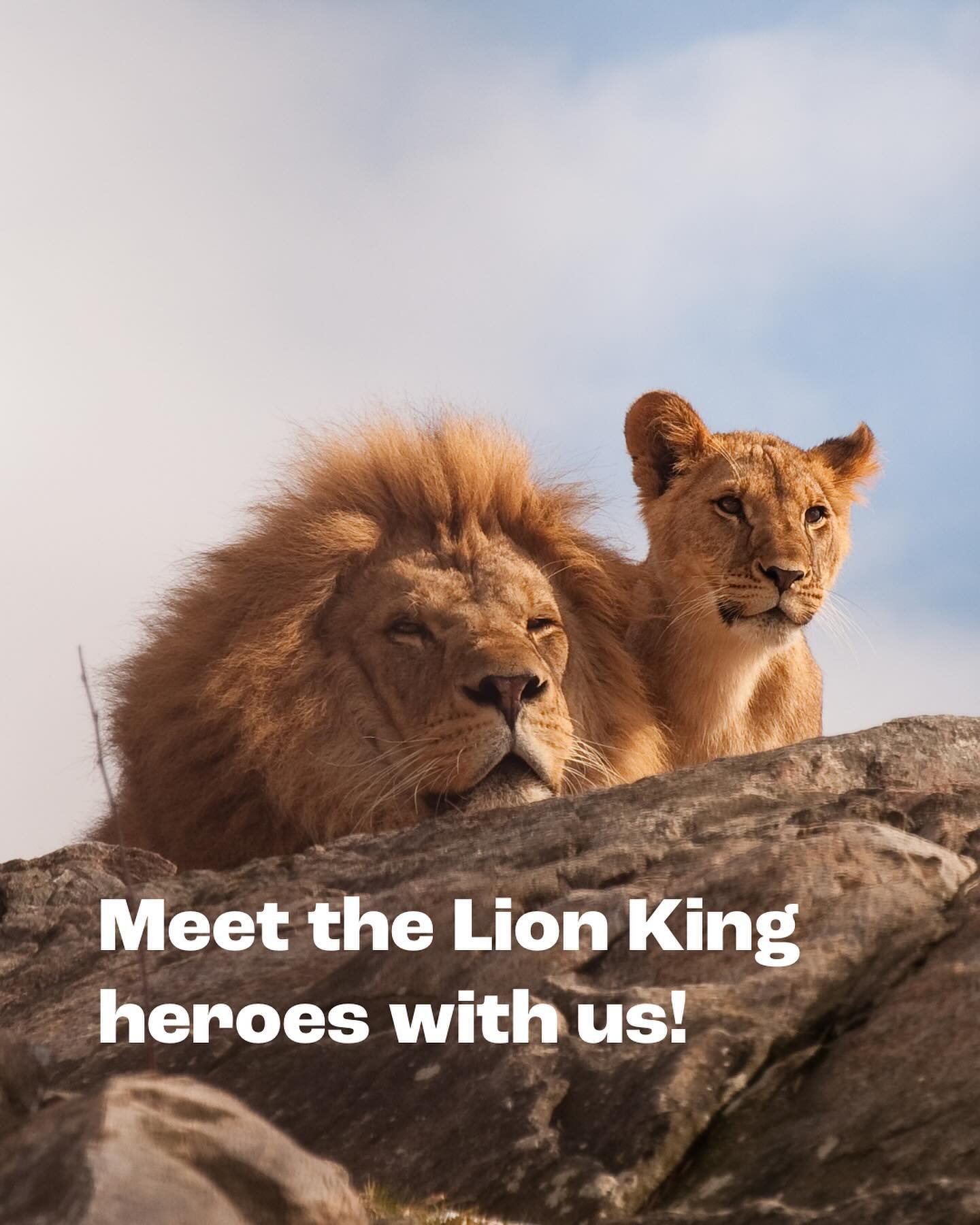 Bring your inner wild child out and experience your own Lion King adventure at Kruger National Park! 🦁

A safari ride that feels straight out of the iconic movie, set amidst the wilderness - create your story of a lifetime along with an exceptional 