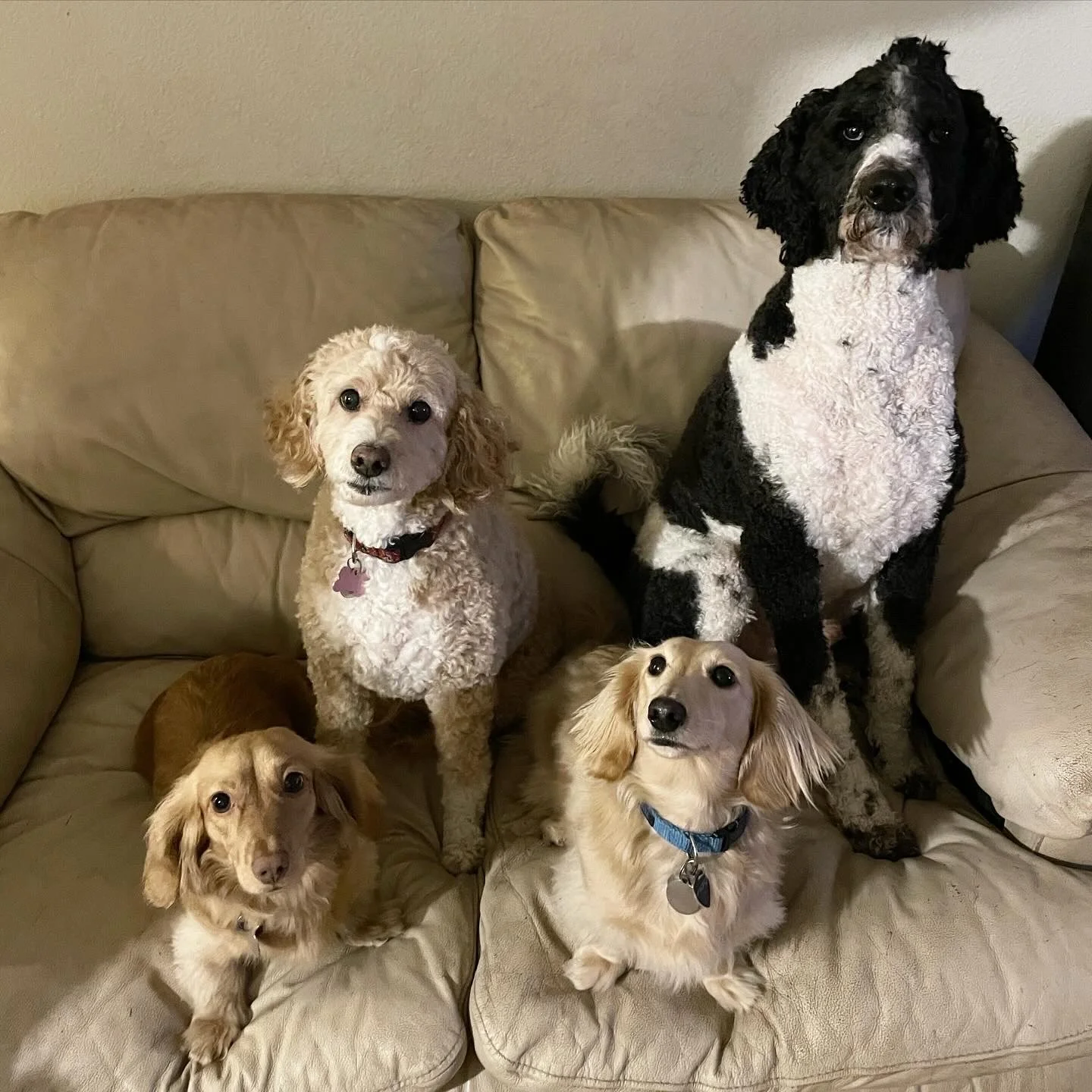 Tinker and Belle.jpeg