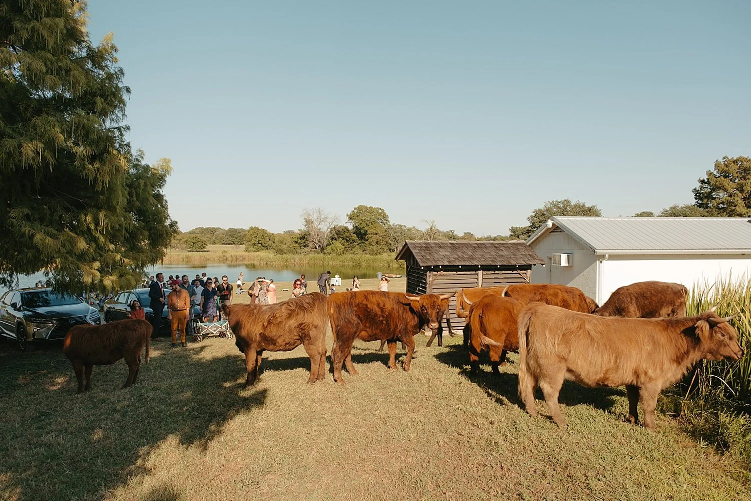  cows graze in field as guests arrive for summer camp inspired celebration by Jessica Joseph Photography 
