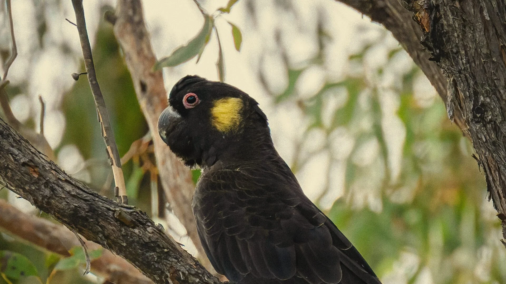 A yellow-tailed cockatoo perched on a tree branch. It has yellow feathers near its eyes with a nature setting blurred in the background.