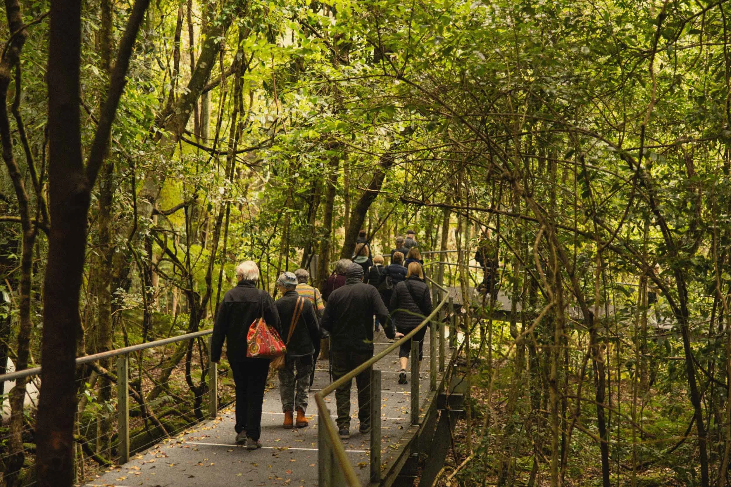 Festival attendees walking through the Rainforest at the Blue Mountains Writers Festival