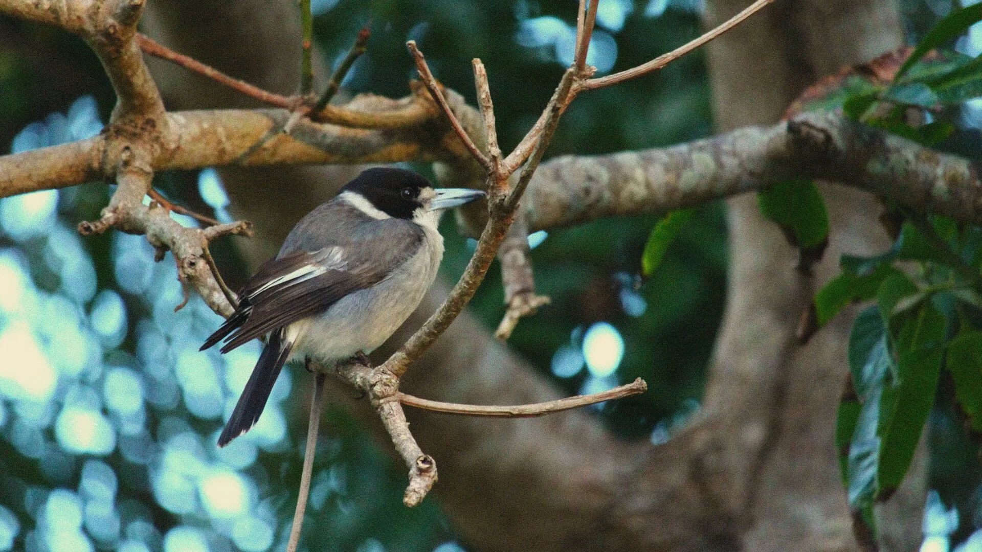 Butcher bird