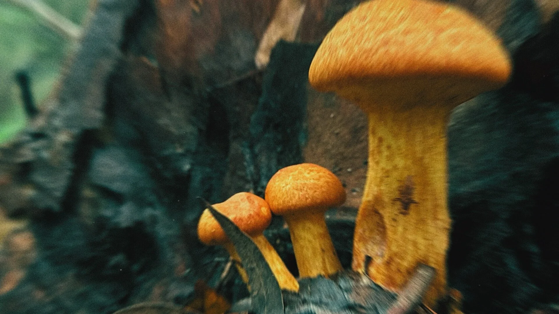 Fungus in the rainforest