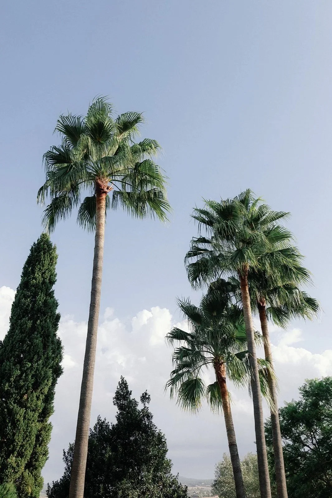 Several tall palm trees and other green trees under a partly cloudy sky in Mallorca Spain. Shot at the wedding venue Finca Serena.