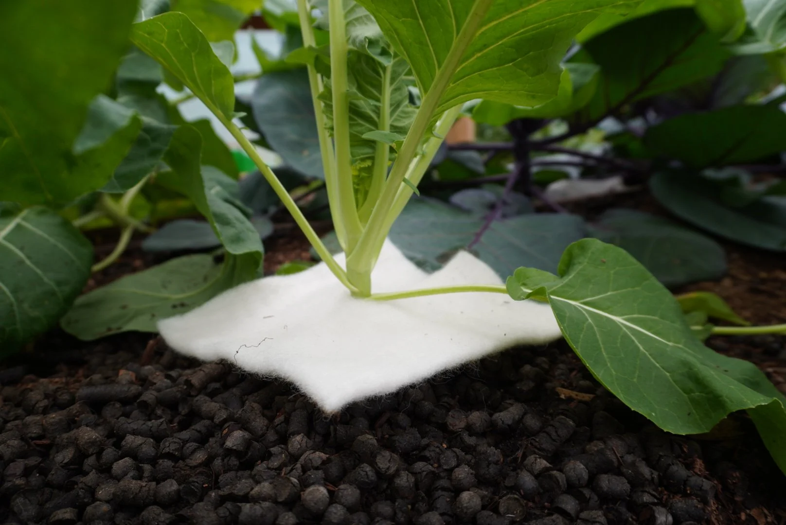 Elevate Sustainability with Sustaina Grow Corporate Gifts, Wool Tree