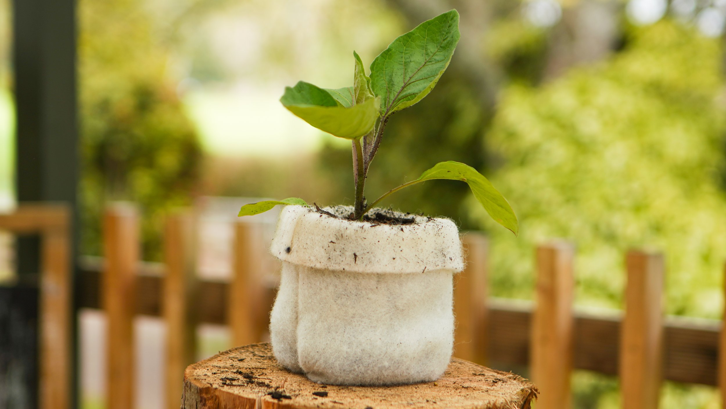 Sustaina Grow Wool Tree Guards, Wool Mulch Mats, Wool Garden Products