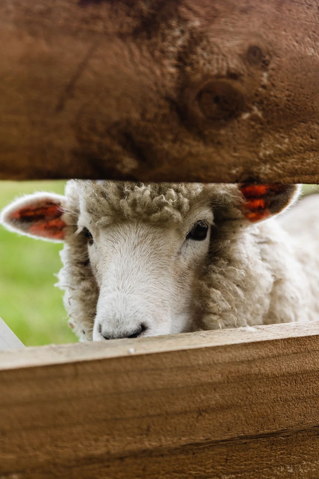 Elevate Sustainability with Sustaina Grow Corporate Gifts, Wool Tree