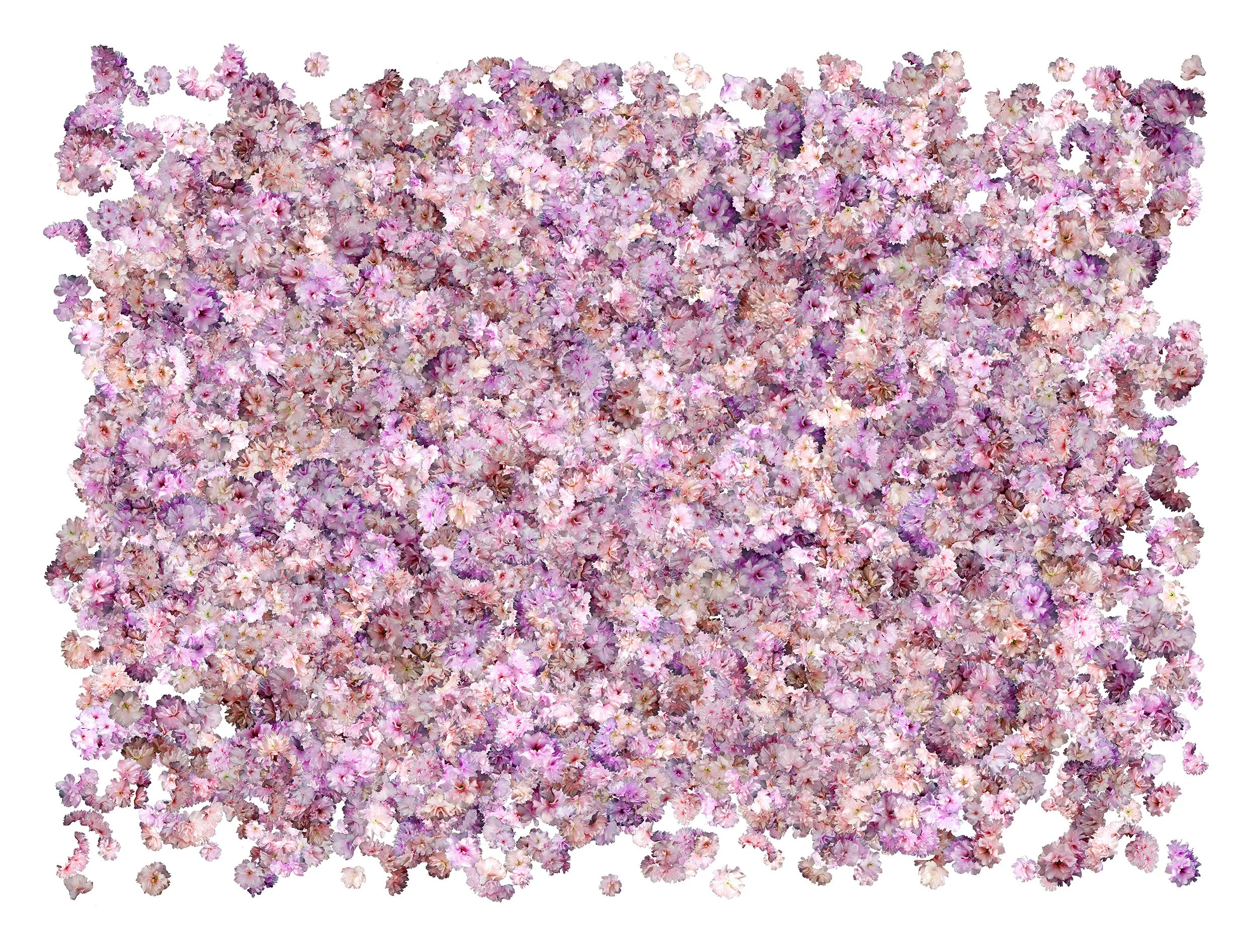 Victorian Blossom. 92 x 112cm